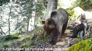 PRÉFET D’OURS - Thierry Hegay va prendre en charge les Pyrénées